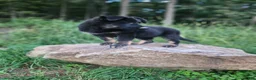 German Shepherd dogs for sale:  Timba - Ad 9