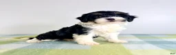 Bernedoodle dogs for sale: Trixie - Ad 3