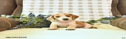 Miniature Dachshund dogs for sale: Forest - Ad 3