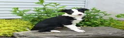 Border Collie dogs for sale: Hadley - Ad 3