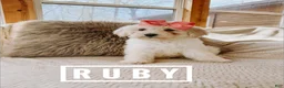 Goldendoodle dogs for sale: Ruby - Ad 1