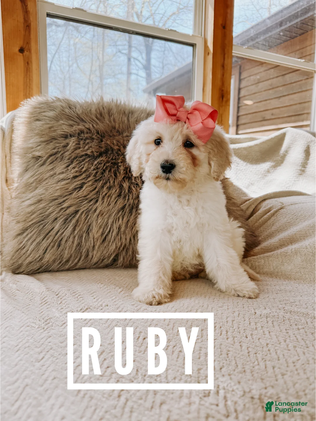 Goldendoodle dogs for sale: Ruby - Ad 1