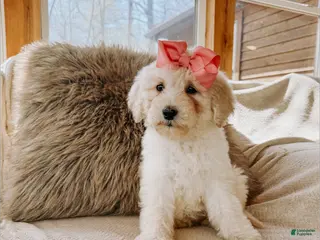 Goldendoodle dogs Ruby - Ad 26
