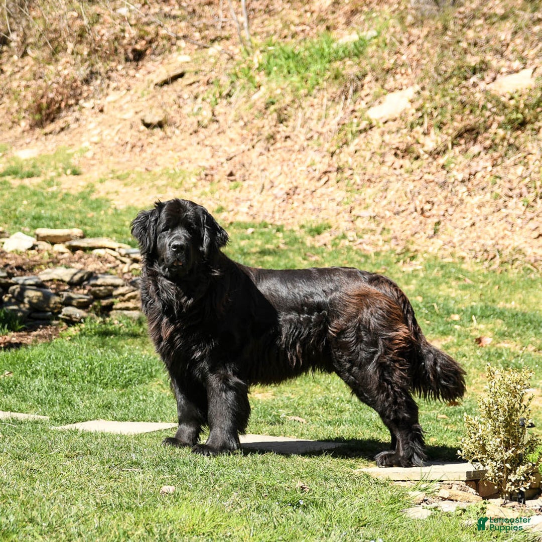 Newfoundland dogs for sale: Belle - Ad 6