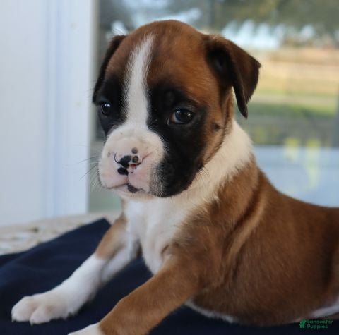 Boxer dogs for sale: Shelby- Champ lines - Ad 2