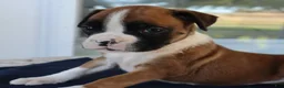 Boxer dogs for sale: Shelby- Champ lines - Ad 2