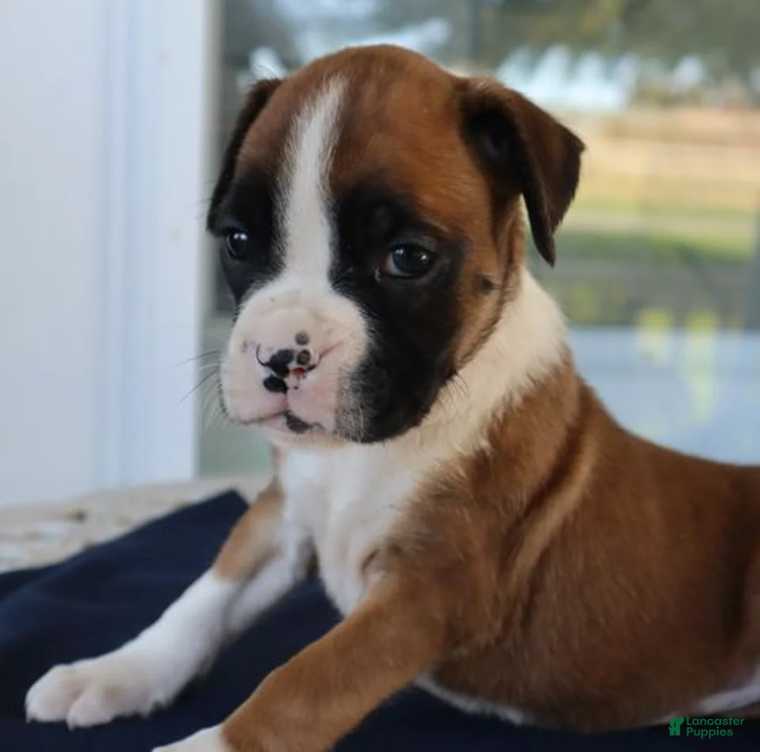 Boxer dogs for sale: Shelby- Champ lines - Ad 2