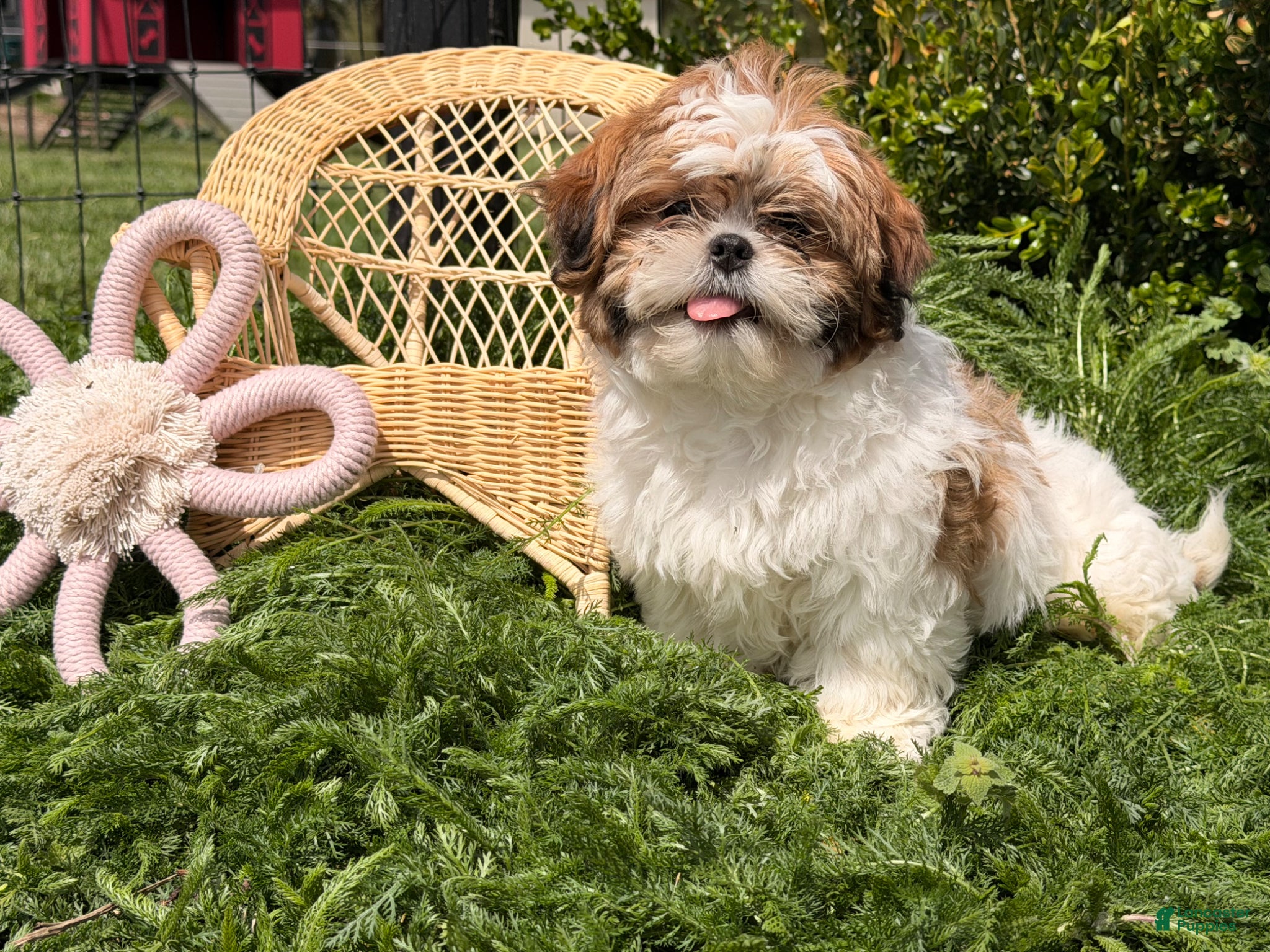 Shih Tzu dogs Gary  - Ad 1