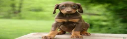 Doberman Pinscher dogs for sale:  Deacon (Red Rust) 🐶🖤🐾 - Ad 27