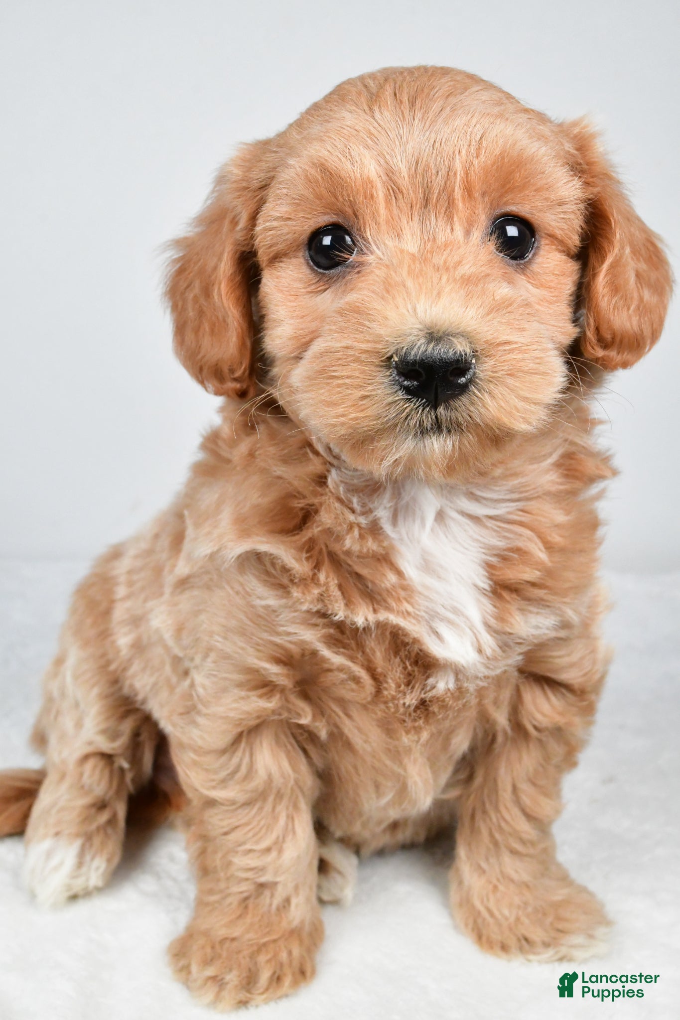 Maltipoo dogs Cassandra - Ad 1