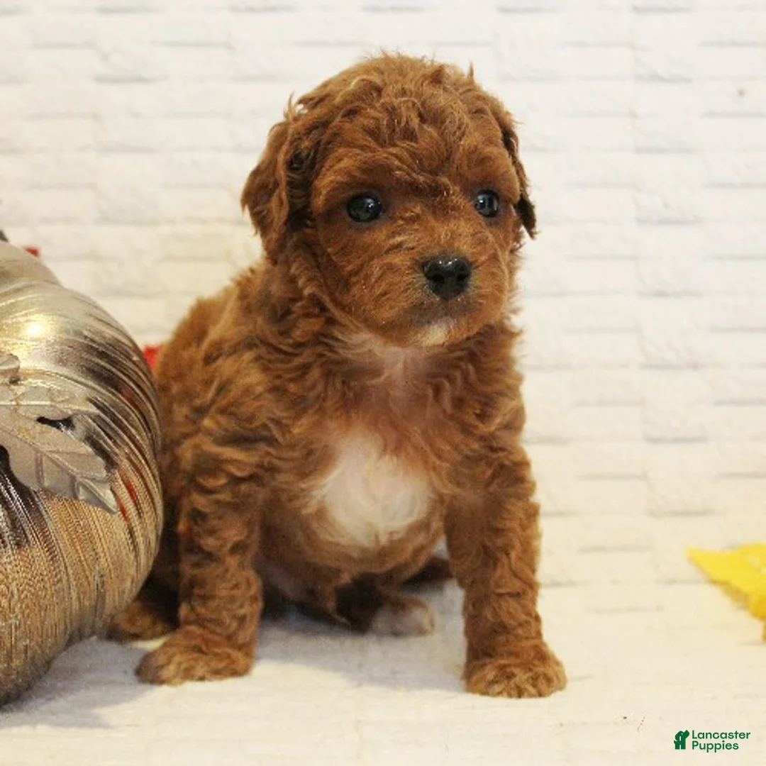 Cavapoo dogs for sale: Snickers - Ad 4