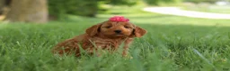 Mini Goldendoodle dogs for sale: Becky - Ad 5