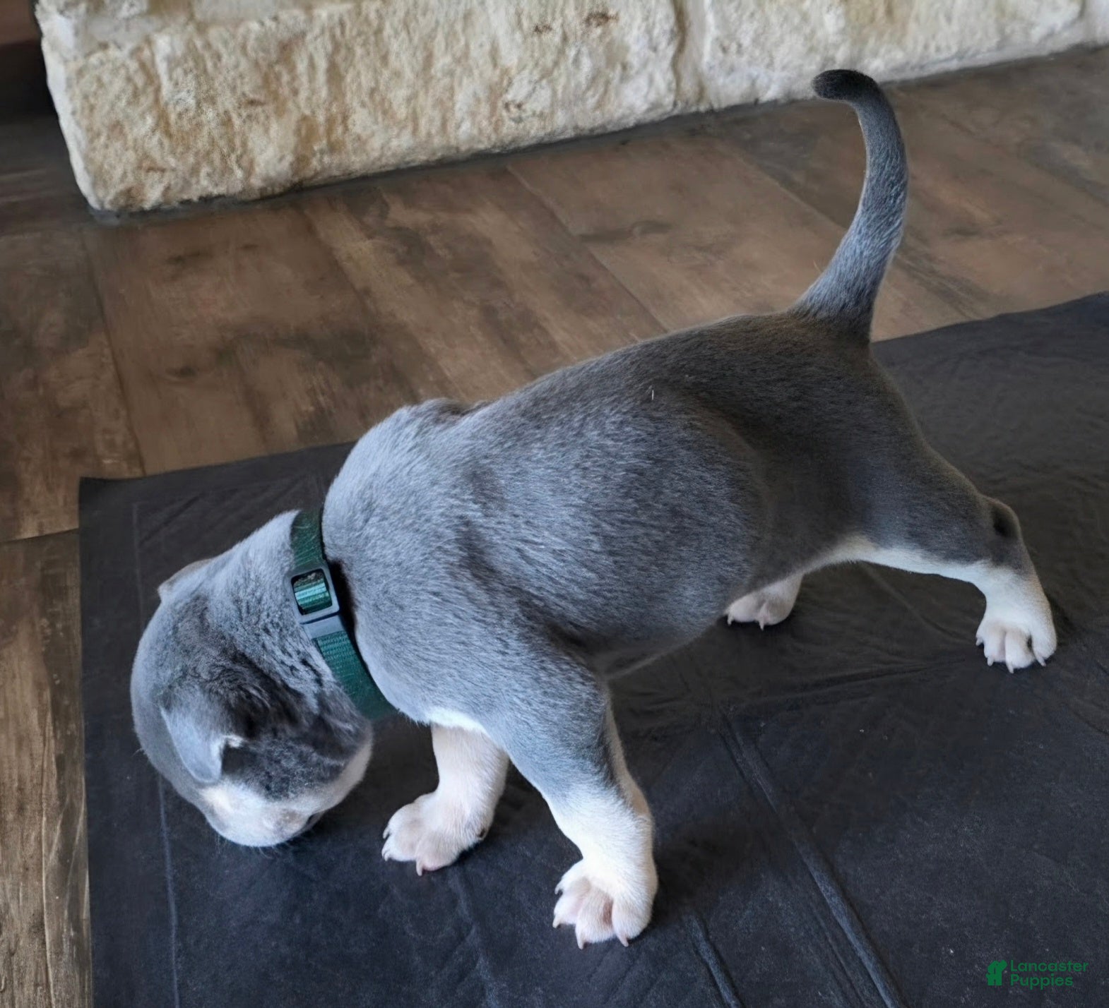 American Bully dogs Arvada "Arvie" - Ad 2