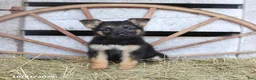 German Shepherd dogs for sale: Daphne - Ad 3