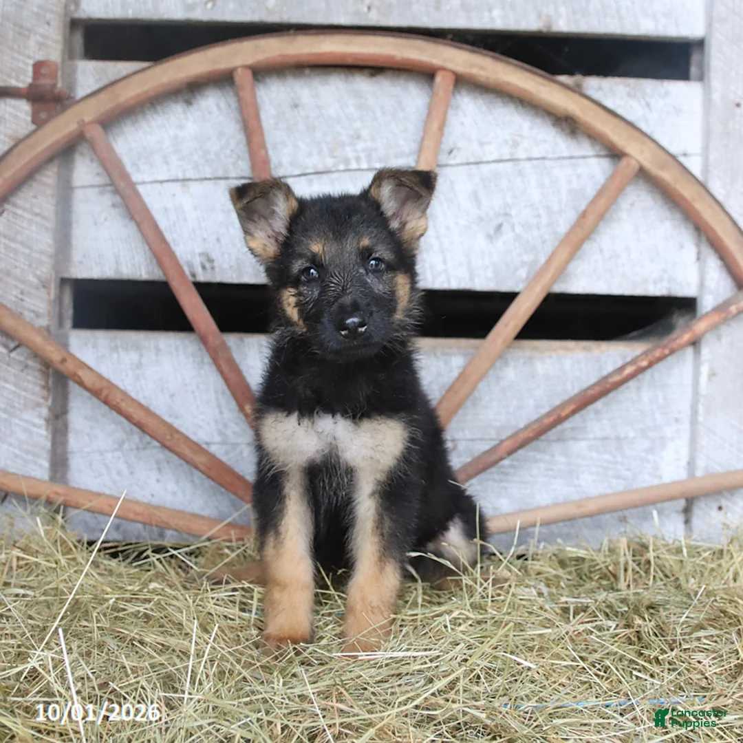 German Shepherd dogs for sale: Daphne - Ad 3