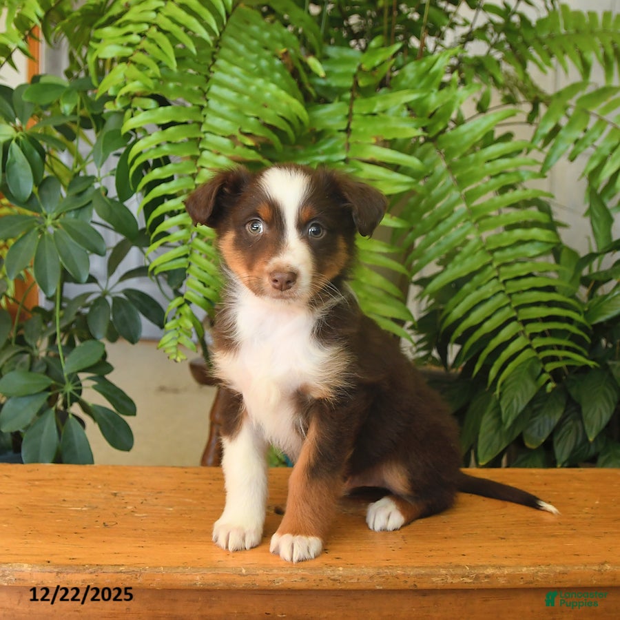 Australian Shepherd dogs Asher - Ad 27