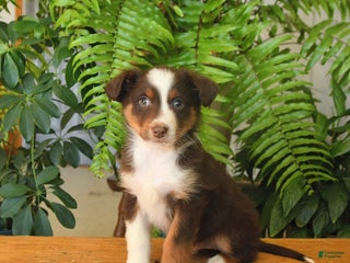 Australian Shepherd dogs Asher - Ad 38