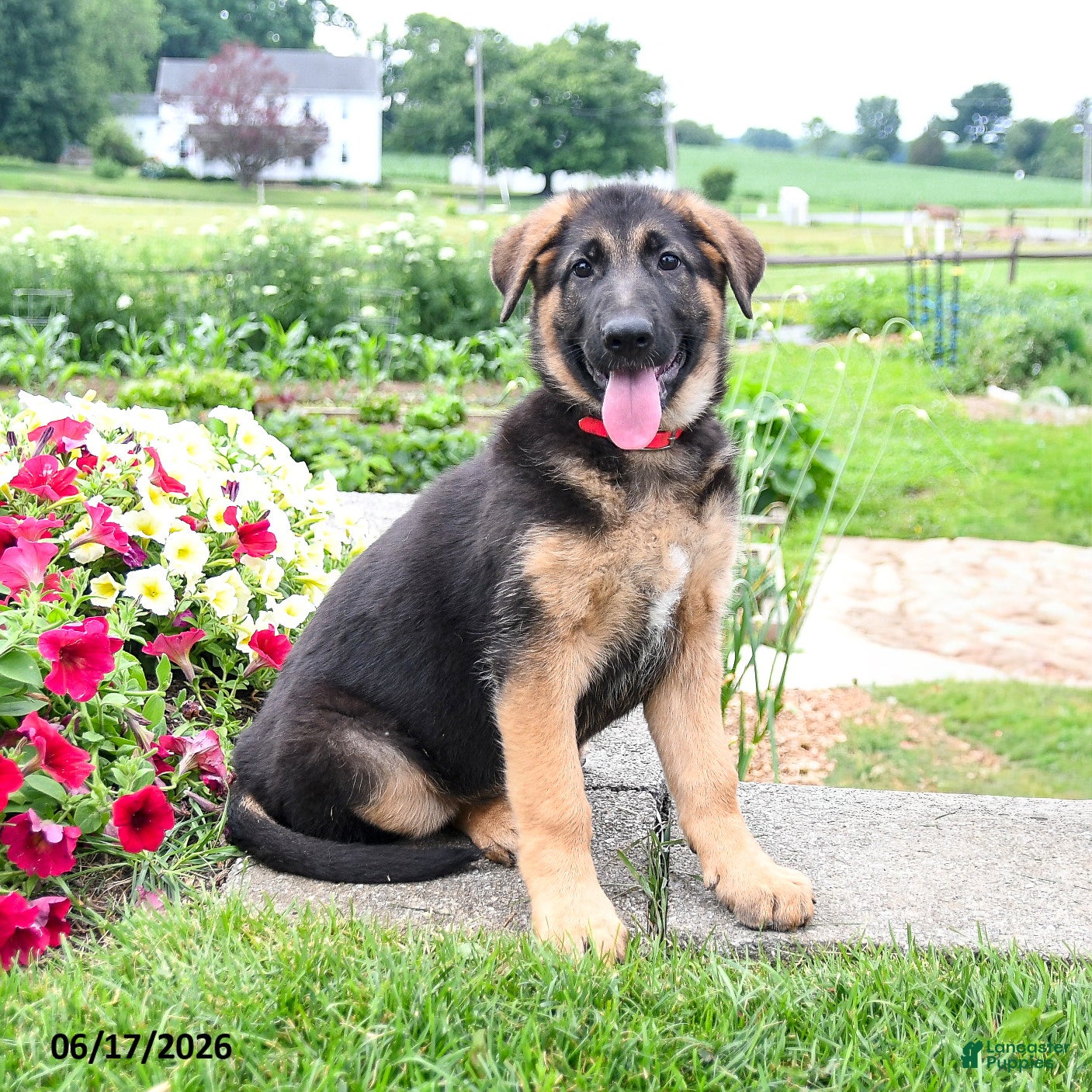 Mixed Breed dogs Robin  - Ad 1