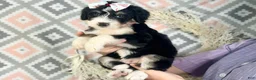 Bernedoodle dogs for sale: Indie - Ad 5