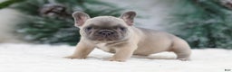French Bulldog dogs for sale: Hariot - Ad 8