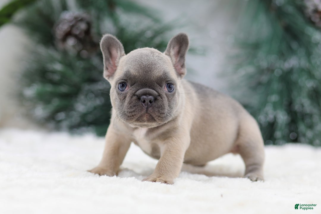 French Bulldog dogs for sale: Hariot - Ad 8