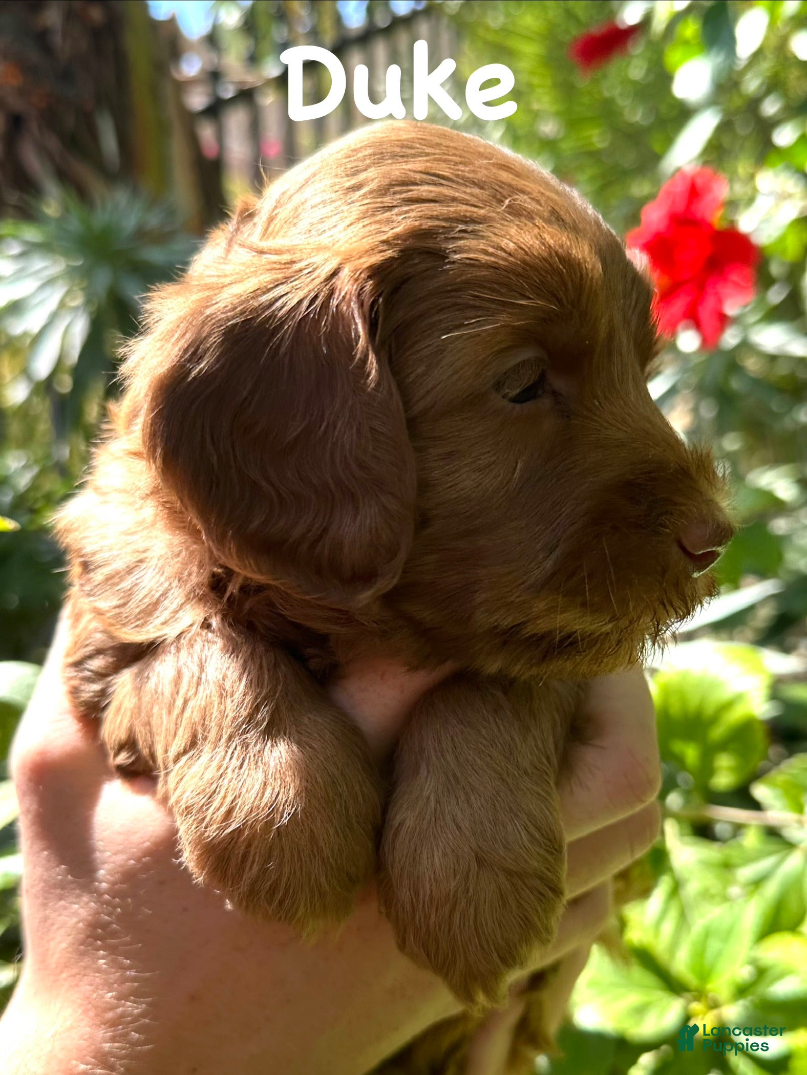 Australian Labradoodle dogs for sale: Duke - Ad 4