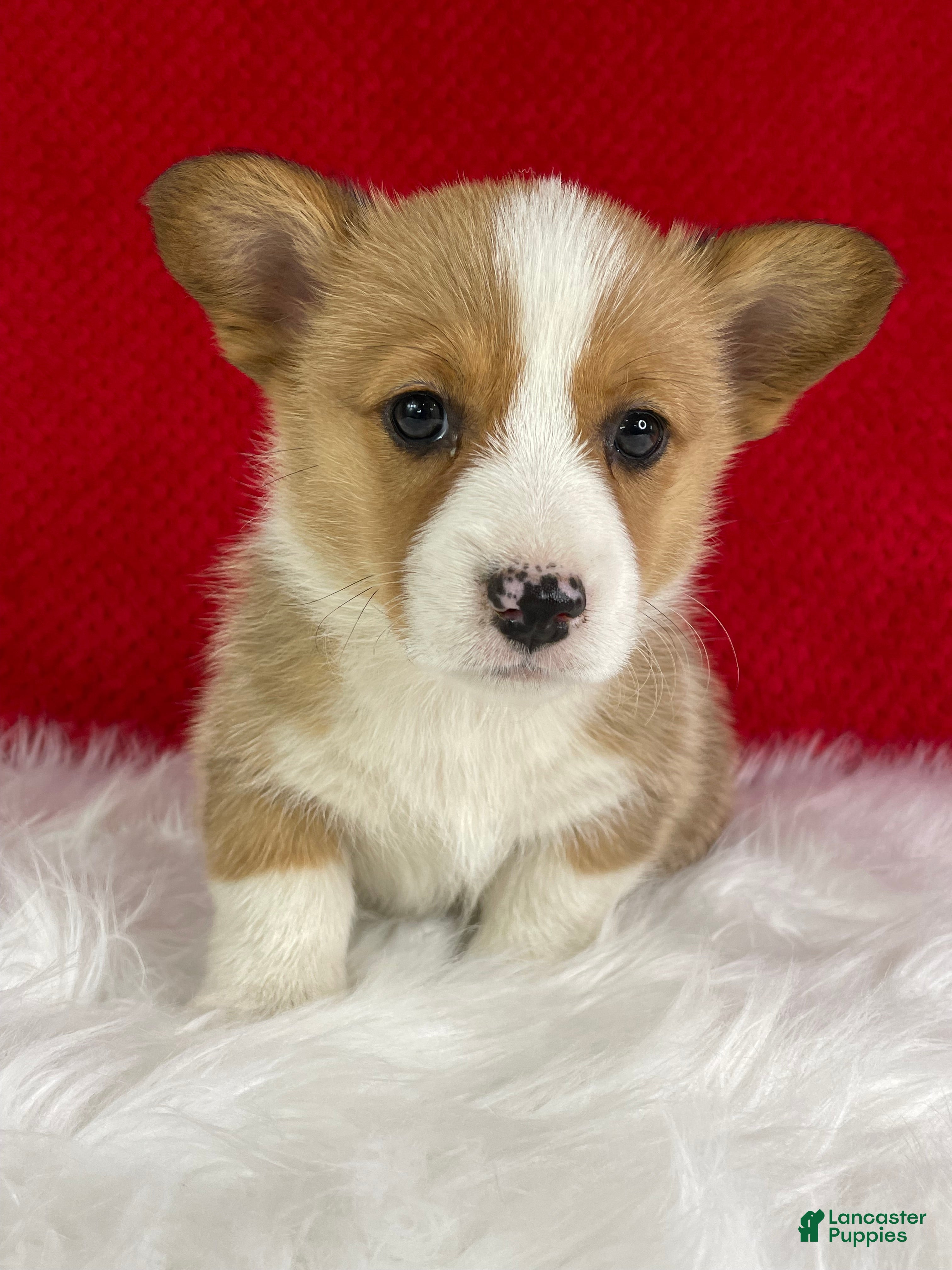 Welsh Corgi Pembroke dogs Maple - Ad 1