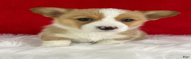 Maple
