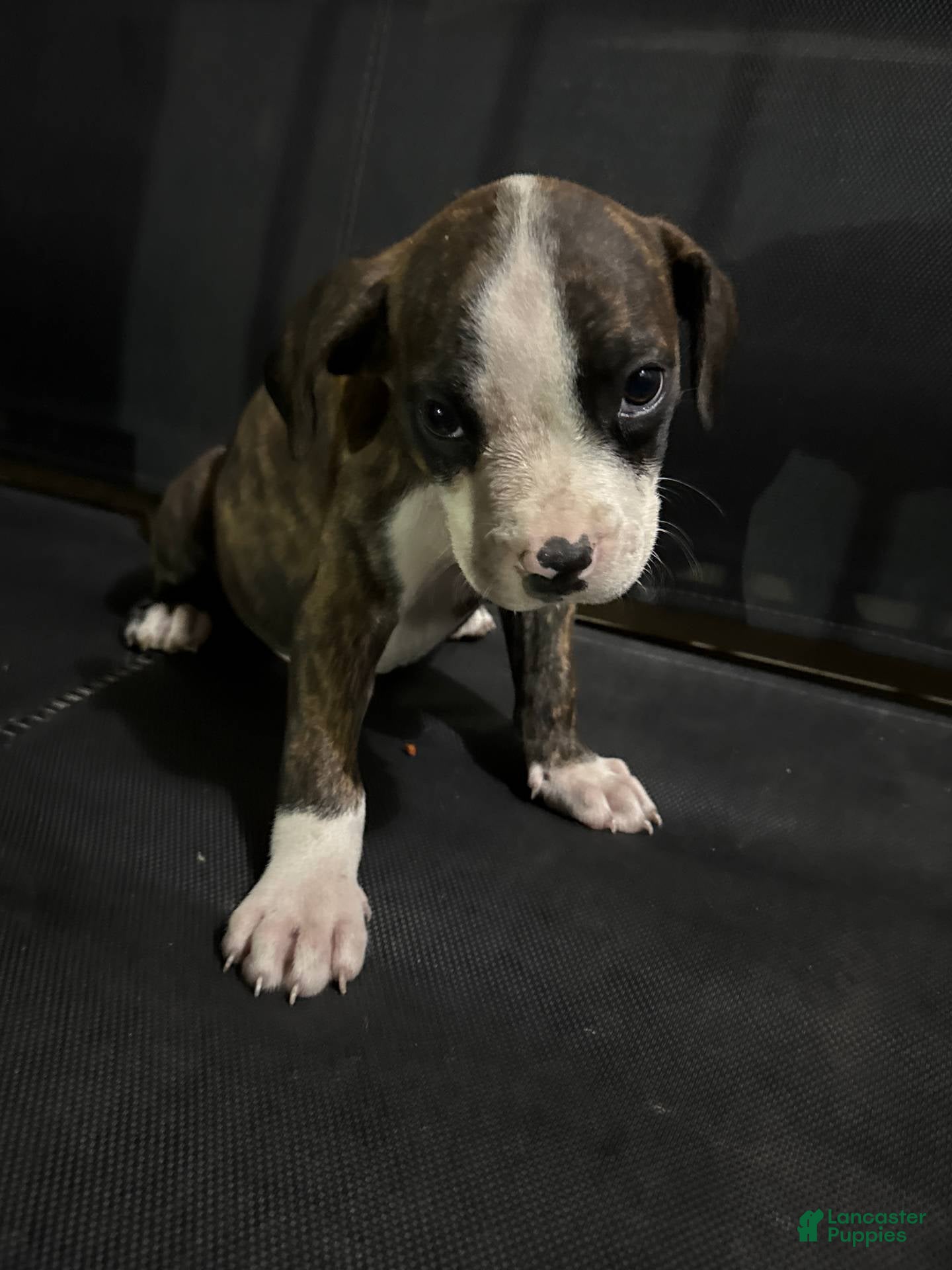 Mixed Breed dogs Mixed Breed Puppy 8 - Ad 26