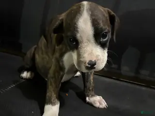 Mixed Breed dogs Mixed Breed Puppy 8 - Ad 30