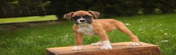 Boxer dogs for sale: Gemma - Ad 6
