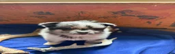 Pomeranian dogs for sale: Pomeranian 3 - Ad 1