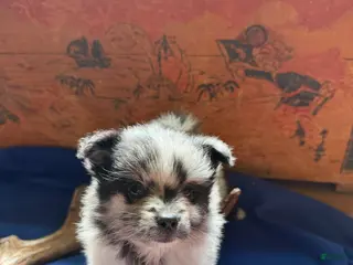Pomeranian dogs for sale: Pomeranian 3 - Ad 3
