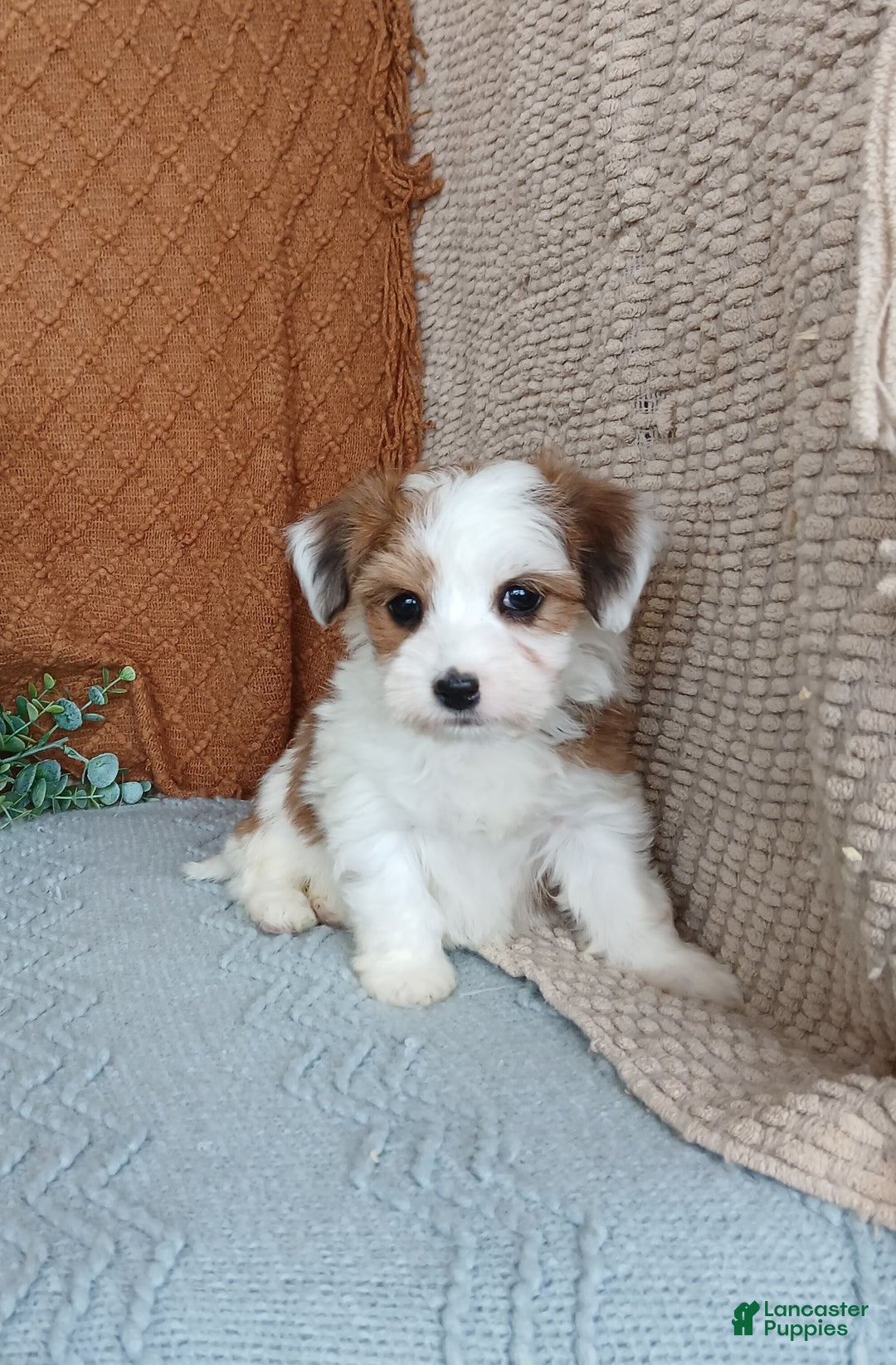 Havanese dogs for sale: Janie  - Ad 5