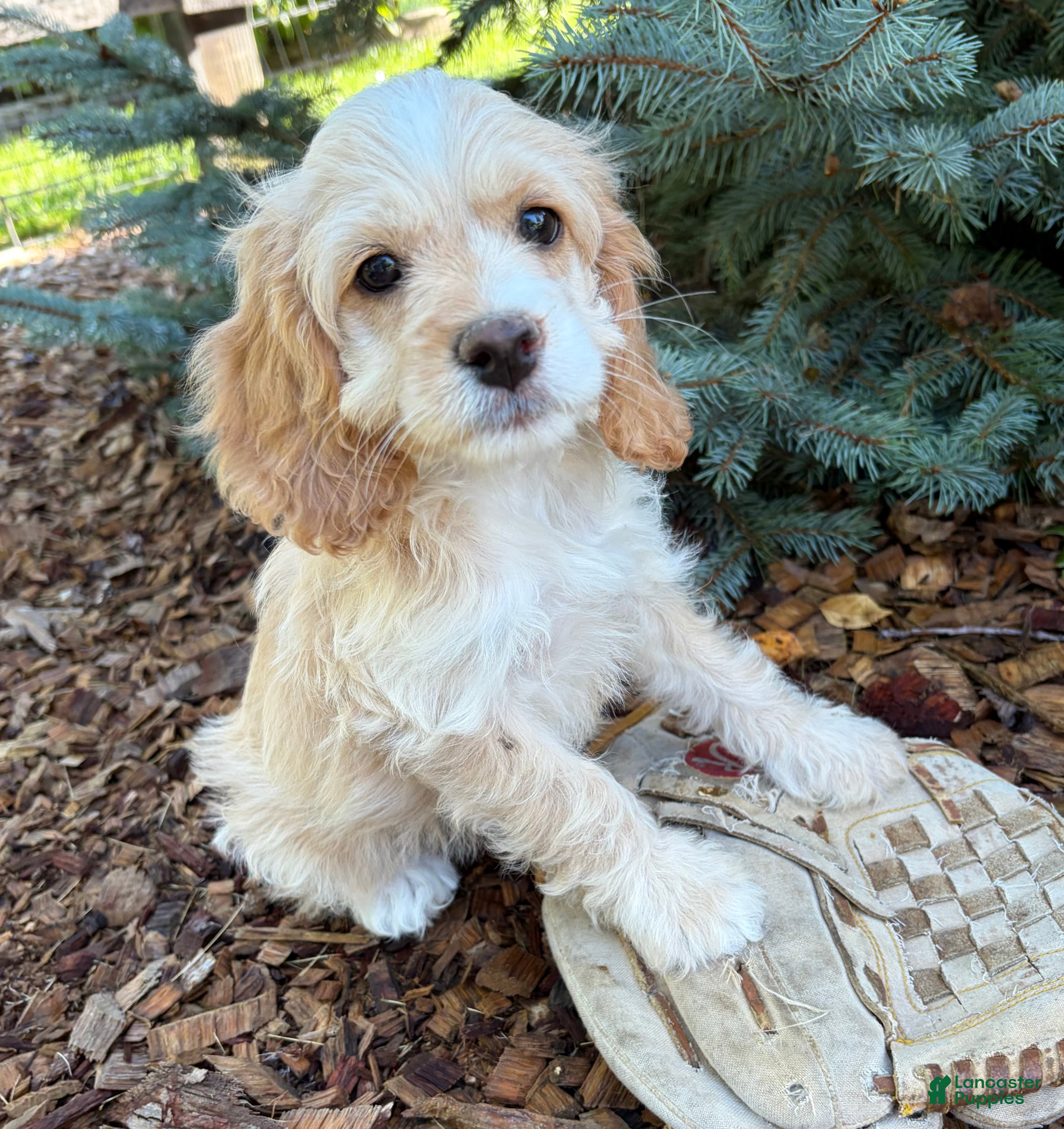 Cockapoo dogs Bella - Ad 2