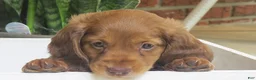Miniature Dachshund dogs for sale: Jenny - Ad 5
