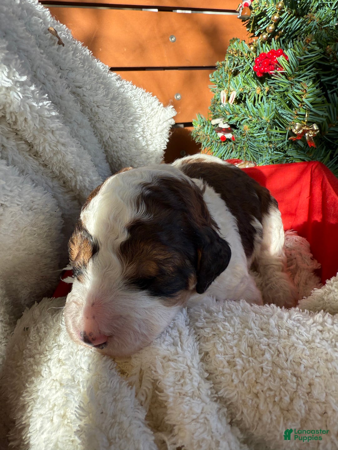 Saint Berdoodles dogs for sale: Bella - Ad 12