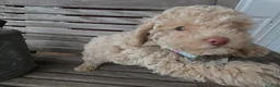 Toy Poodle dogs for sale: Toy Poodle Puppy 2 Sugar - Ad 4