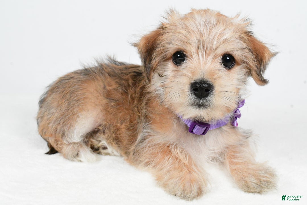 Morkie dogs for sale: Vicky - Ad 2