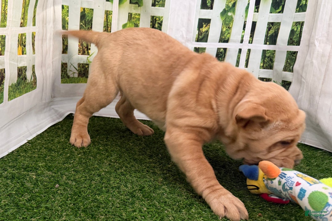Mixed Breed dogs for sale: Mixed Breed Puppy 4 - Ad 6