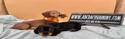 Miniature Dachshund dogs for sale: Russian AKC dachshund - Ad 5