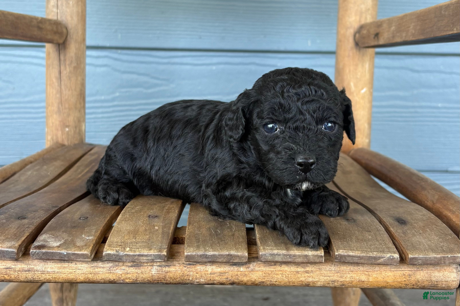 Cavapoo dogs Ink - Ad 12