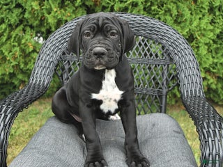 Cane Corso dogs - Ad 26