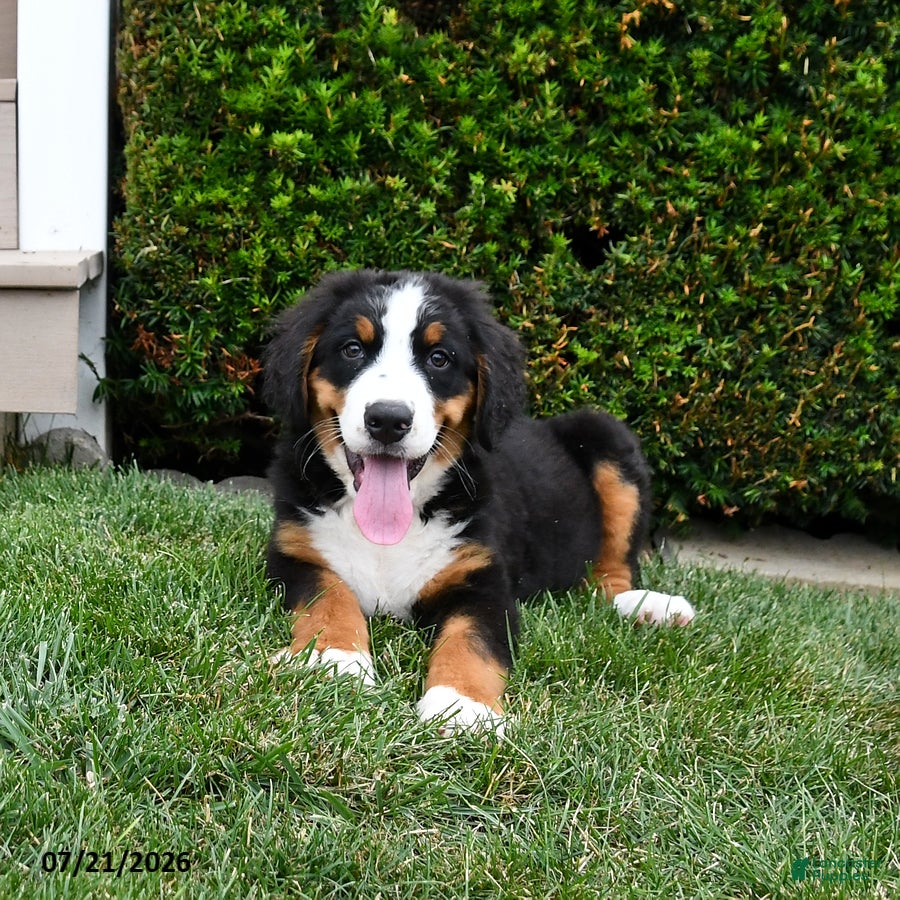Bernese Mountain Dog dogs Duke - Ad 1