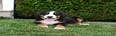 Duke