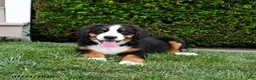 Bernese Mountain Dog dogs for sale: Duke - Ad 1
