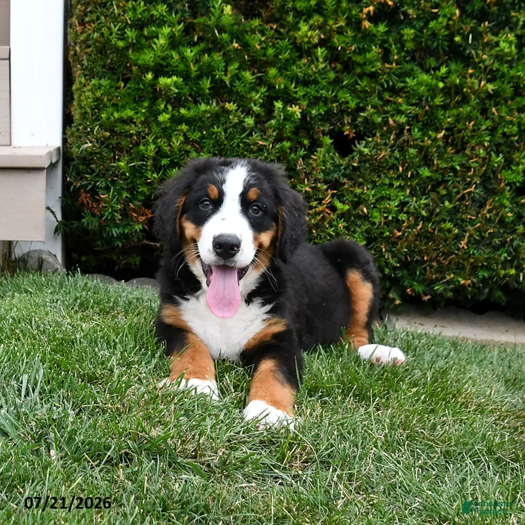 Bernese Mountain Dog dogs for sale: Duke - Ad 1
