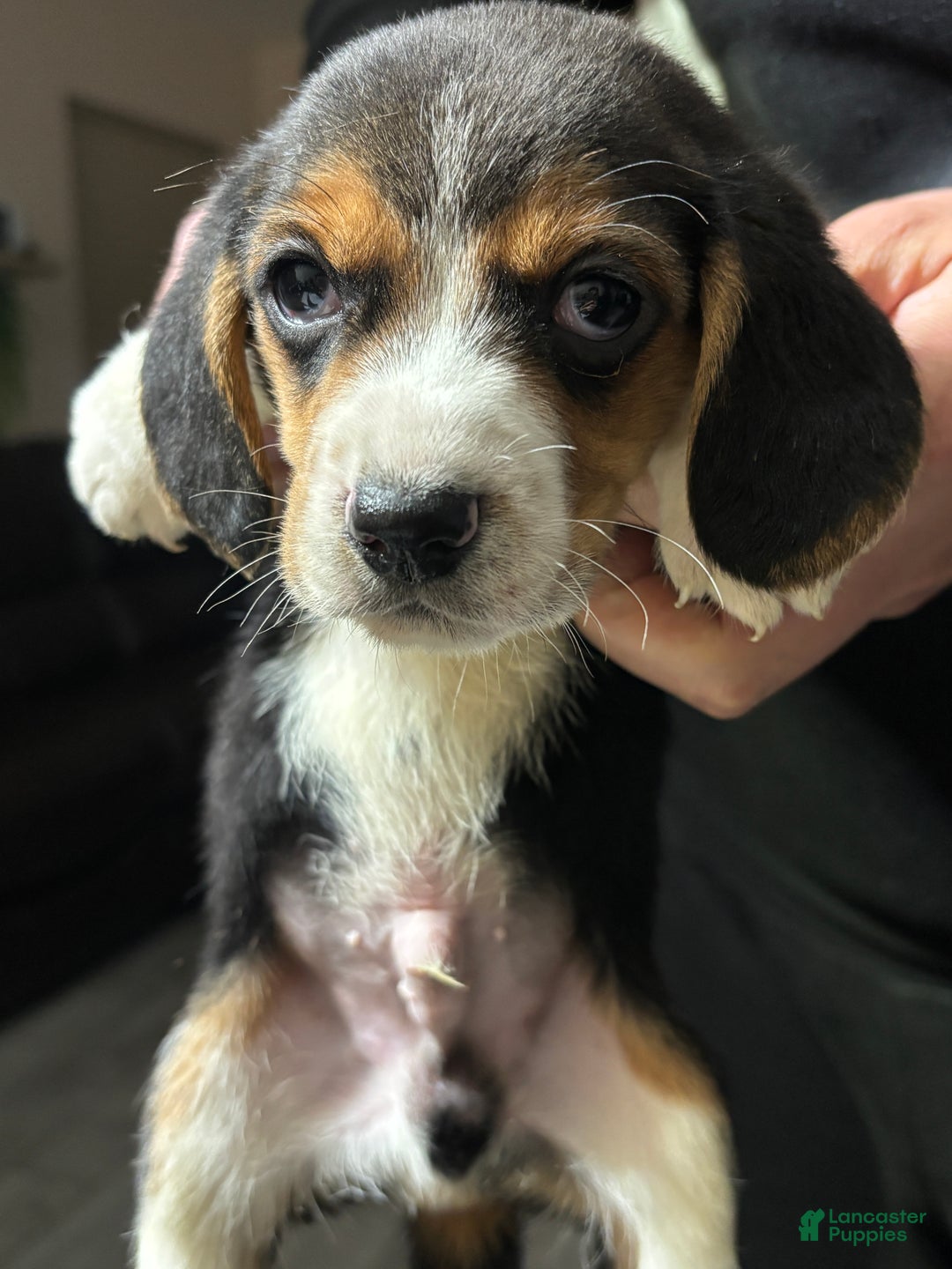 Beagle dogs for sale: Beagle Puppy 1 - Ad 2