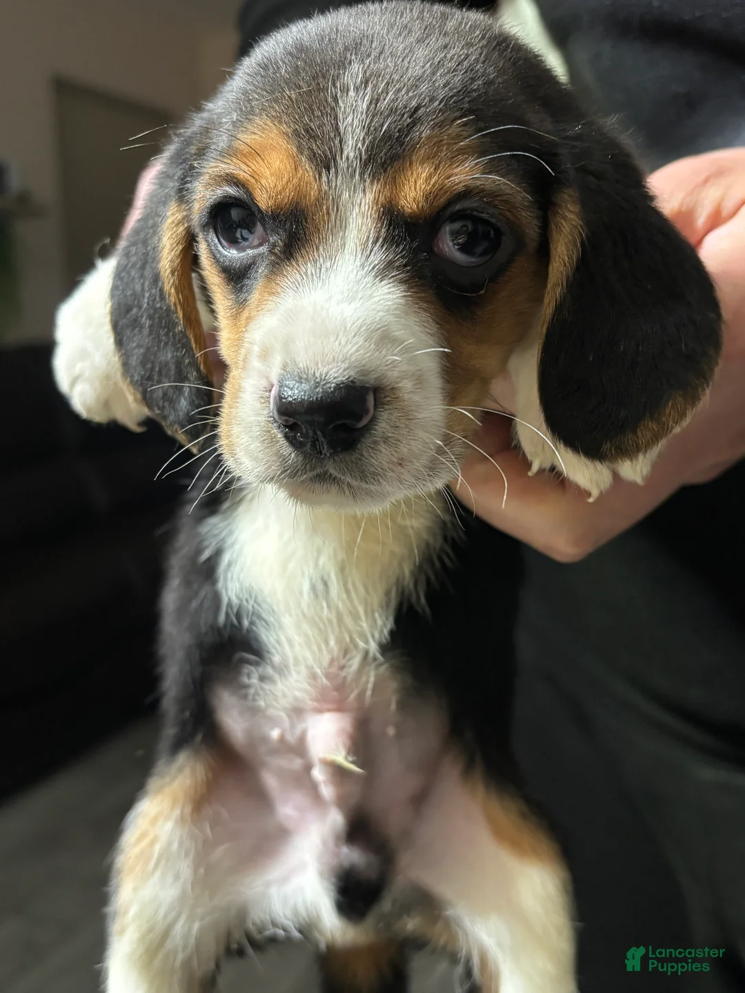 Beagle dogs for sale: Beagle Puppy 1 - Ad 2