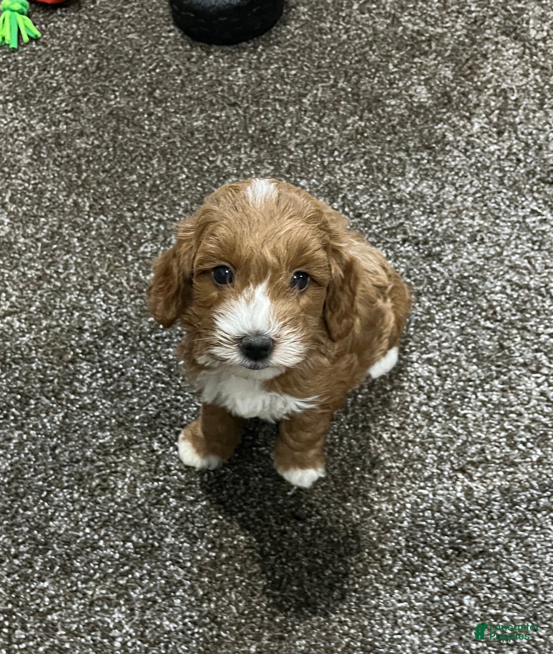 Mini Goldendoodle dogs for sale: Teddy - Ad 7